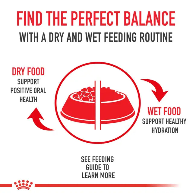Royal Canin Pug Adult Dry Dog Food
