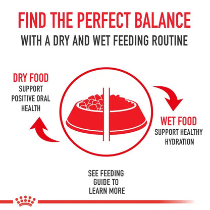 Royal Canin Pug Adult Dry Dog Food