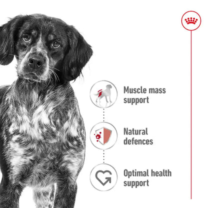 Royal Canin Medium Adult Dry Food For Dog