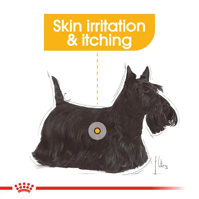 Royal Canin Dermacomfort Pouch Wet Food for Dogs