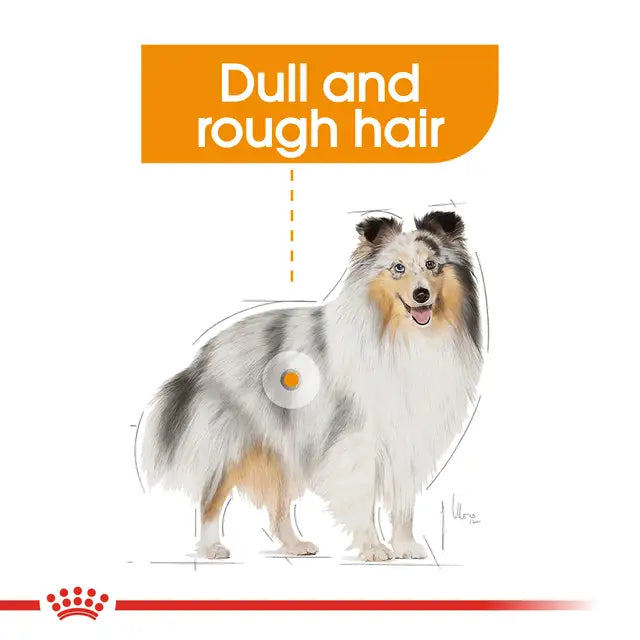 Royal Canin Mini Coat Care Dry Food For Dog