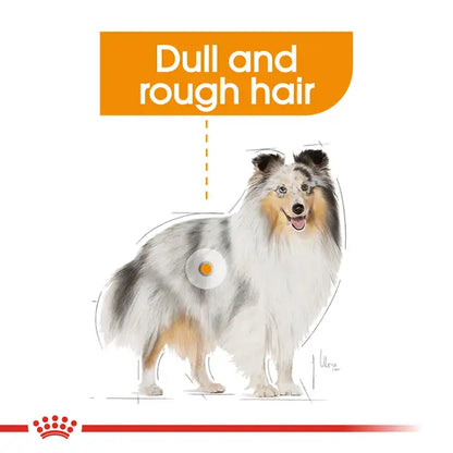 Royal Canin Mini Coat Care Dry Food For Dog