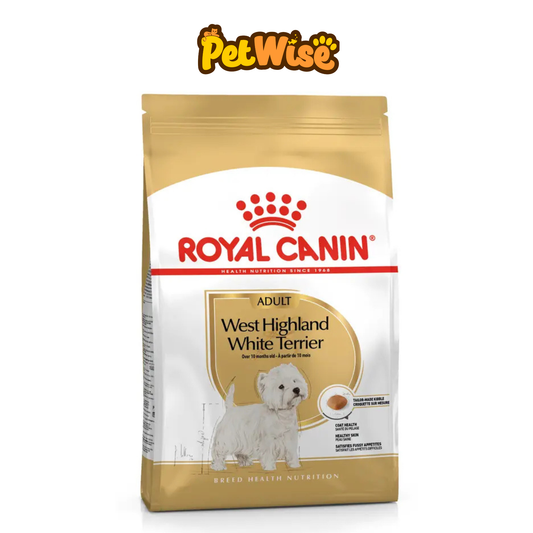 West Highland White Terrier Adult
