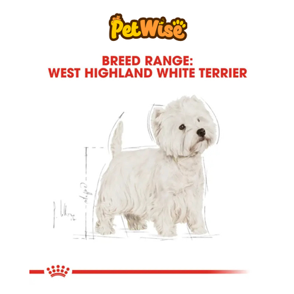 West Highland White Terrier Adult