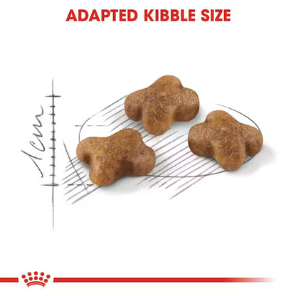 Royal Canin Kitten36 Dry Food for Kitten