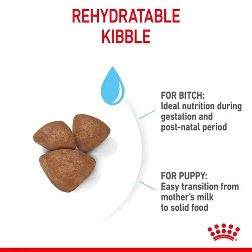 Royal Canin Mini Starter Mother and Babydog